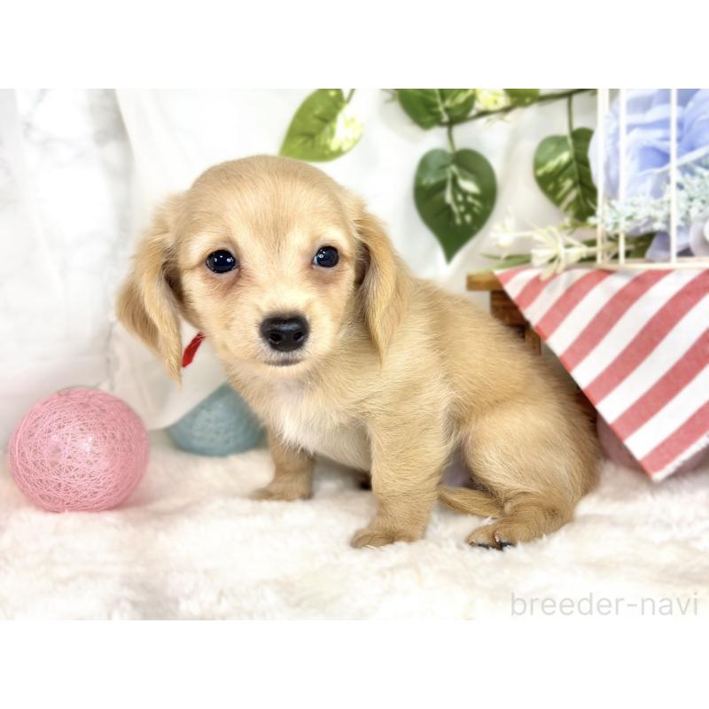 成約済の滋賀県のチワックス:チワワ×ミニチュアダックスフンド-413320の3枚目